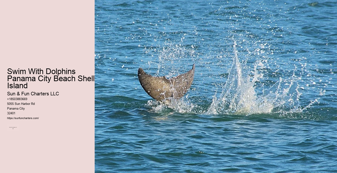 Swim With Dolphins Panama City Beach Shell Island